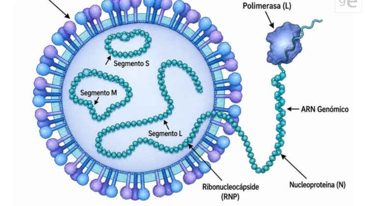 Hantavirus al Descubierto: Qué Es, Brotes Recientes y las Claves de la OMS para Prevenirlo